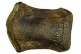 Rare, Valdosaurus? Toe Bone - Isle of Wight, England #123527-1